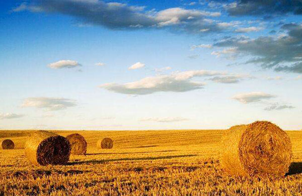 生物質(zhì)能利用途徑有哪些？目前存在什么問題？