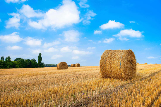 生物質(zhì)能源是什么能源？